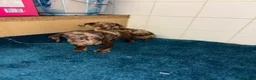 Dachshund dogs for sale: Miniature dachshund - Advert 23