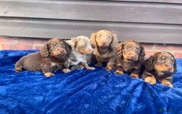 Miniature Dachshund dogs for sale: Long haired miniature Dashshund puppies  - Image 31