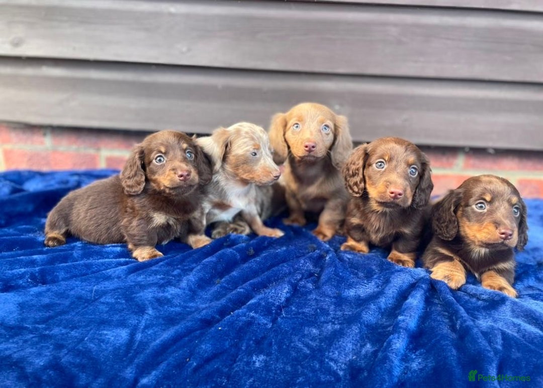 Miniature Dachshund dogs for sale: Long haired miniature Dashshund puppies  - Image 31