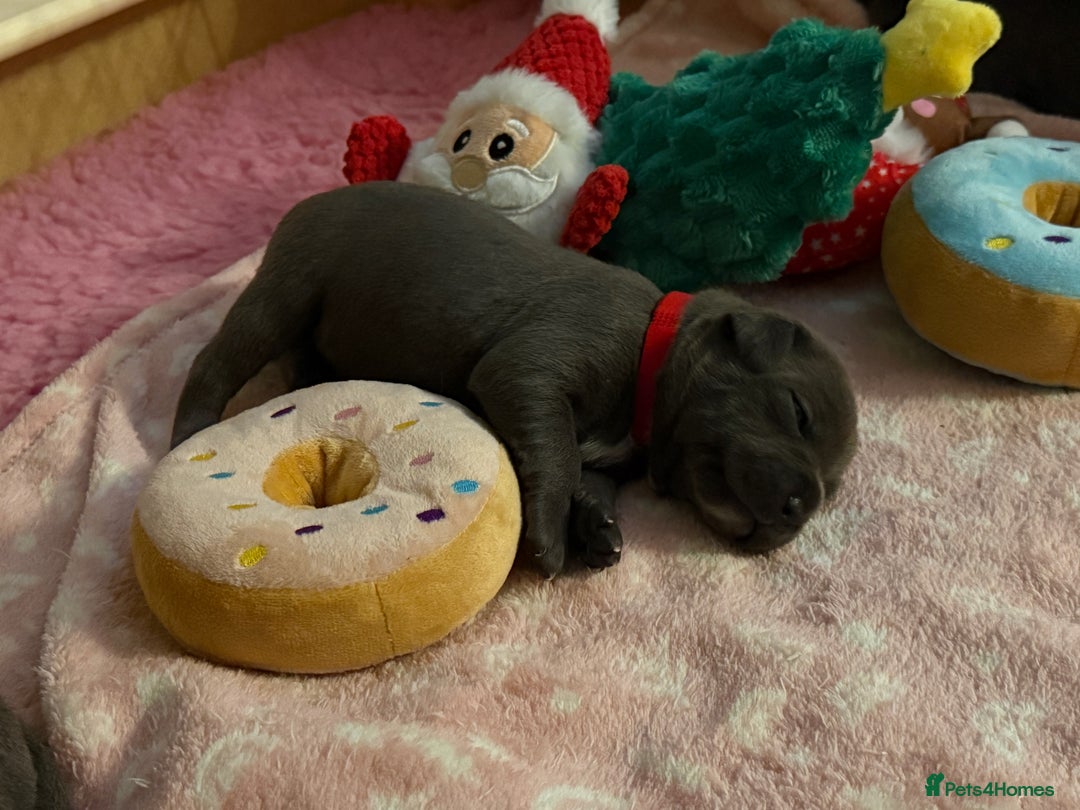 Staffordshire Bull Terrier dogs for sale: KC Blue Staffordshire Bull Terrier Puppies  - Advert 31