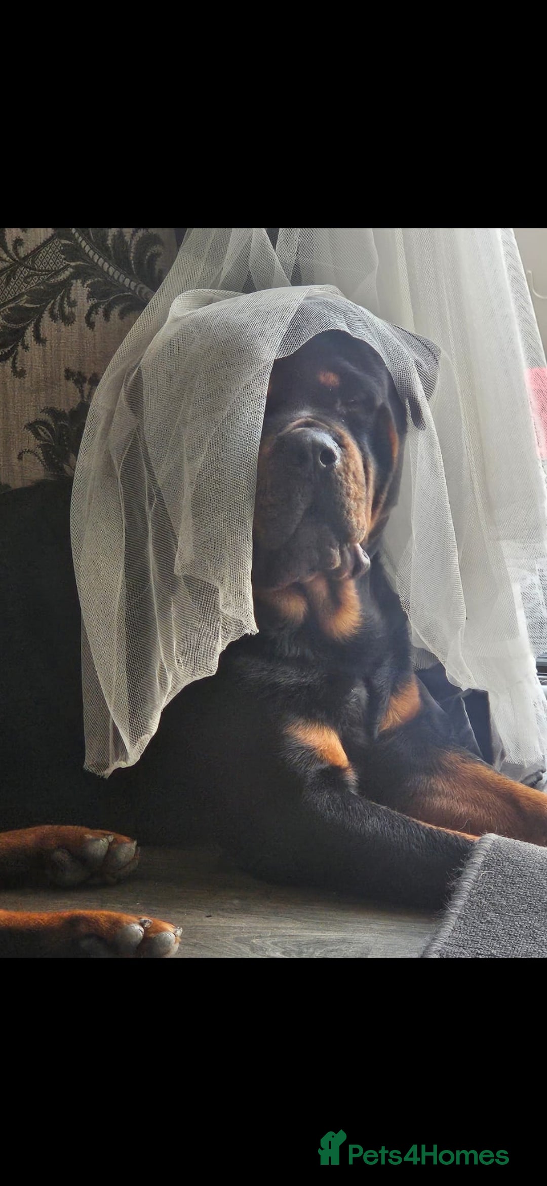 Rottweiler dogs for sale: Beautiful rottweiler puppies - Image 18