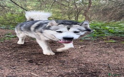 Alaskan Malamute dogs for sale: Loki Aka BIG FLUFF  - Image 3