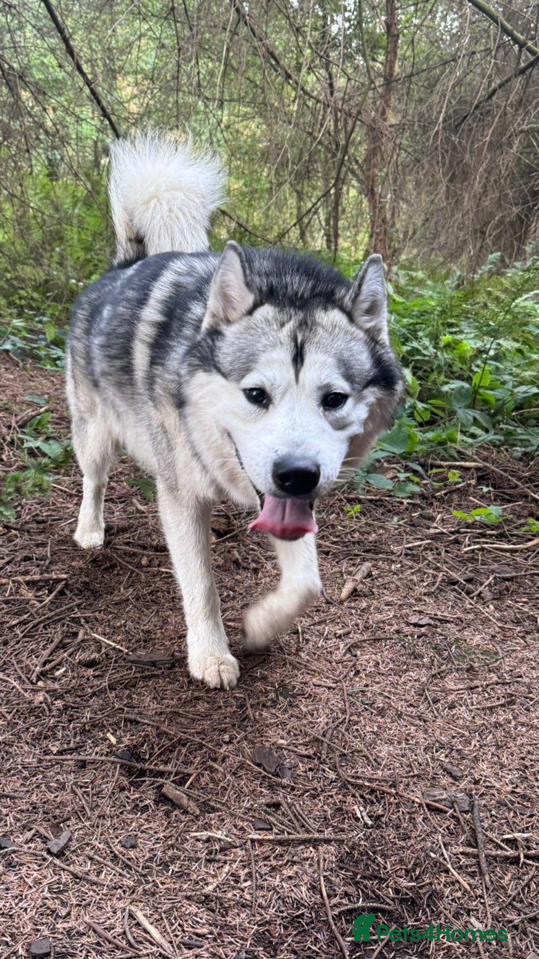 Alaskan Malamute dogs for sale: Loki Aka BIG FLUFF  - Image 3