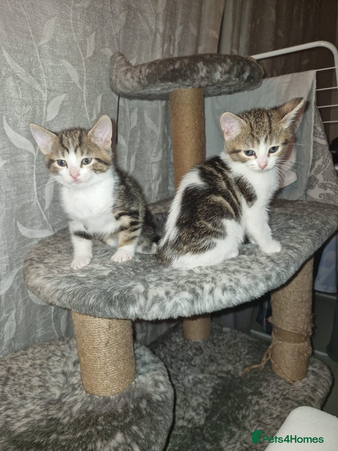 Mixed Breed cats for sale: Kittens for sale - Advert 11
