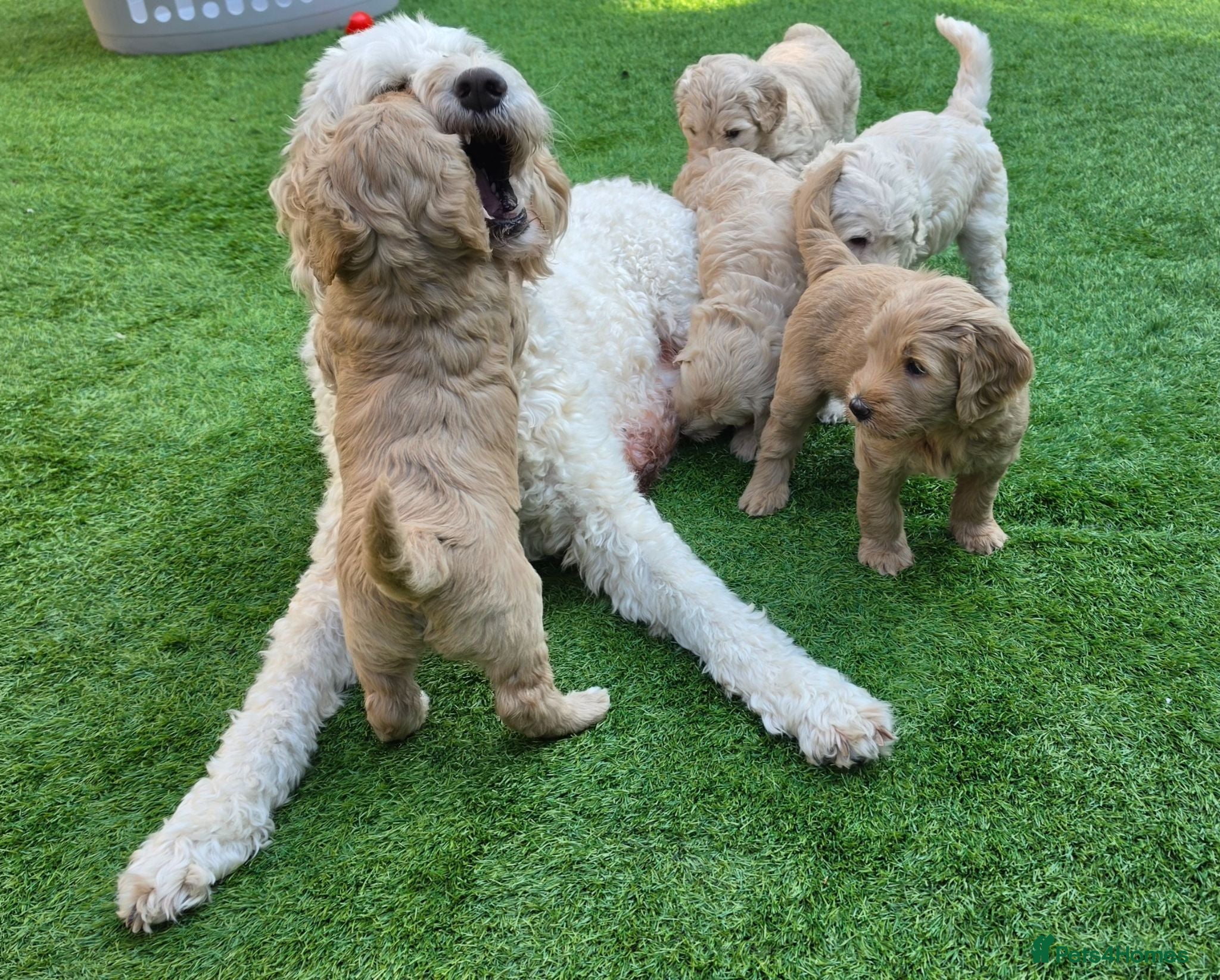 Goldendoodle dogs READY TO GO soon Multigene. Goldendoodle Puppies - Advert 1