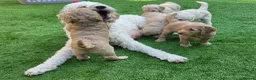 Goldendoodle dogs for sale: LAST girl left of Multigen.Goldendoodle Puppies!!! - Advert 9