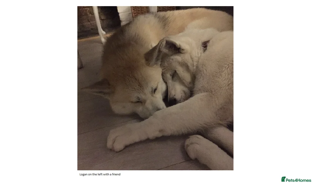 Pomsky dogs for stud: Pomsky for STUD Beautiful Husky markings in Sittingbourne - Advert 17