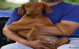 Hungarian Vizsla dogs for sale: 🐾Can You be my Human?🐾  Senator 👀For HisHome  - Image 2