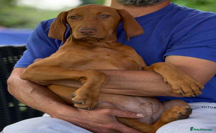 Hungarian Vizsla dogs - Advert 1