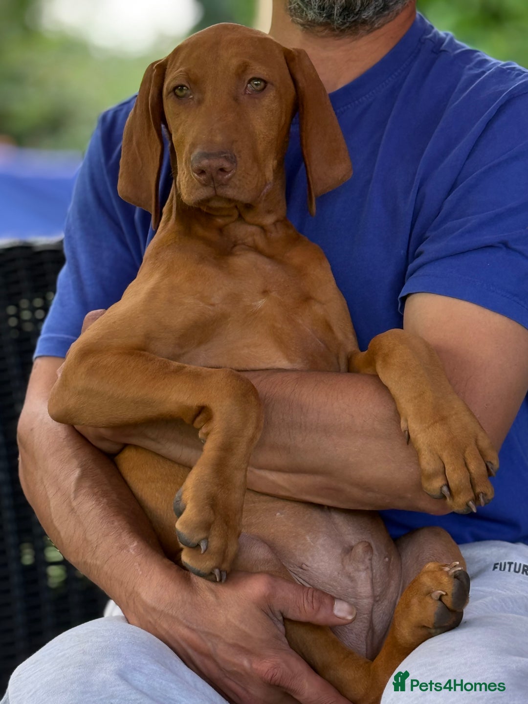 Hungarian Vizsla dogs for sale: 🐾Can You be my Human?🐾  Senator 👀For HisHome  - Image 2