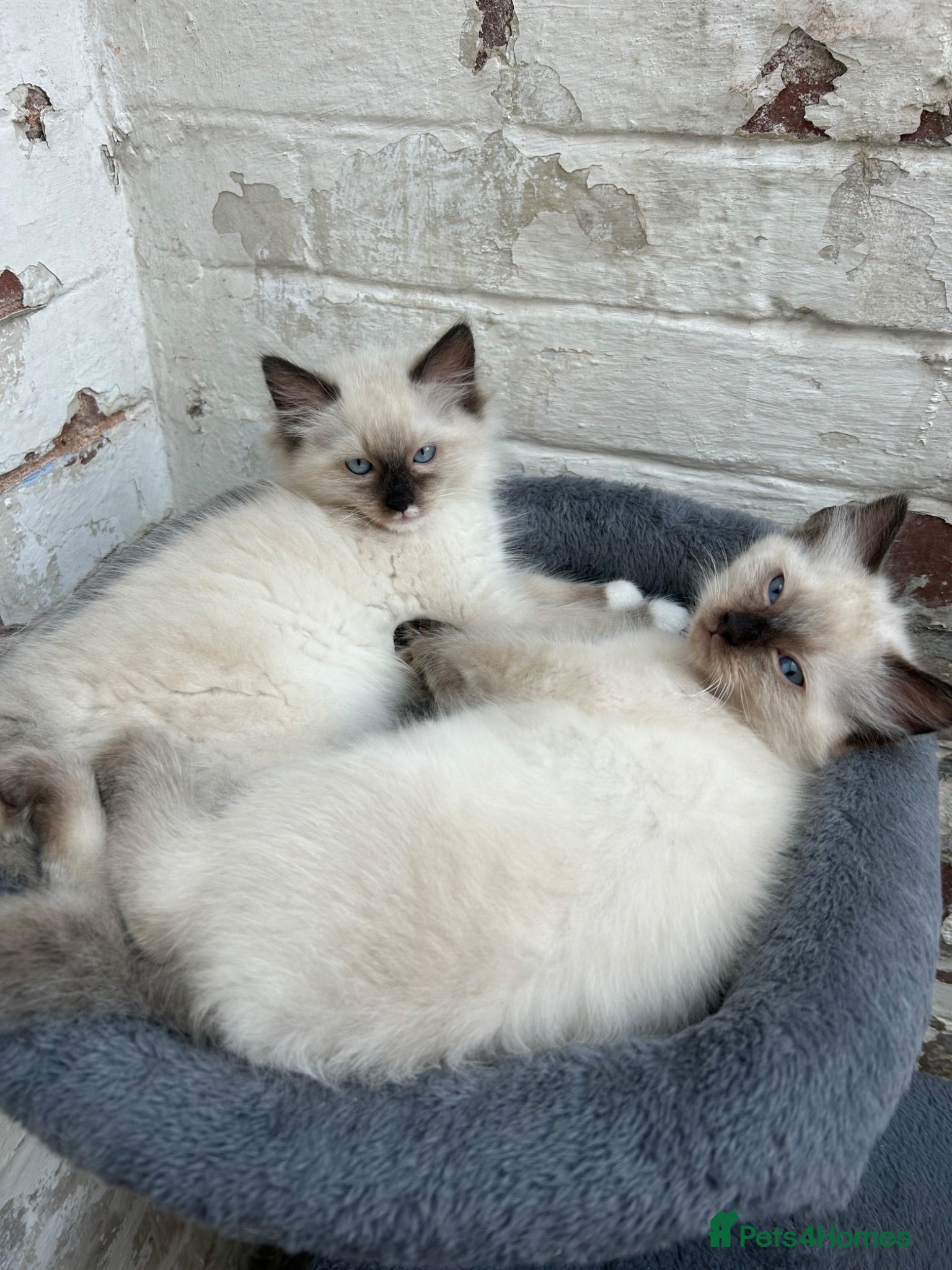 Ragdoll cats 🐾Ready to leave now🐾 - Advert 2