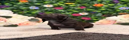 Dachshund dogs for sale: Standard Dachshund Puppies - READY NOW - Advert 3