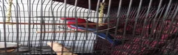 Parrots birds for sale: Crimson rosella  in Birmingham - Advert 1