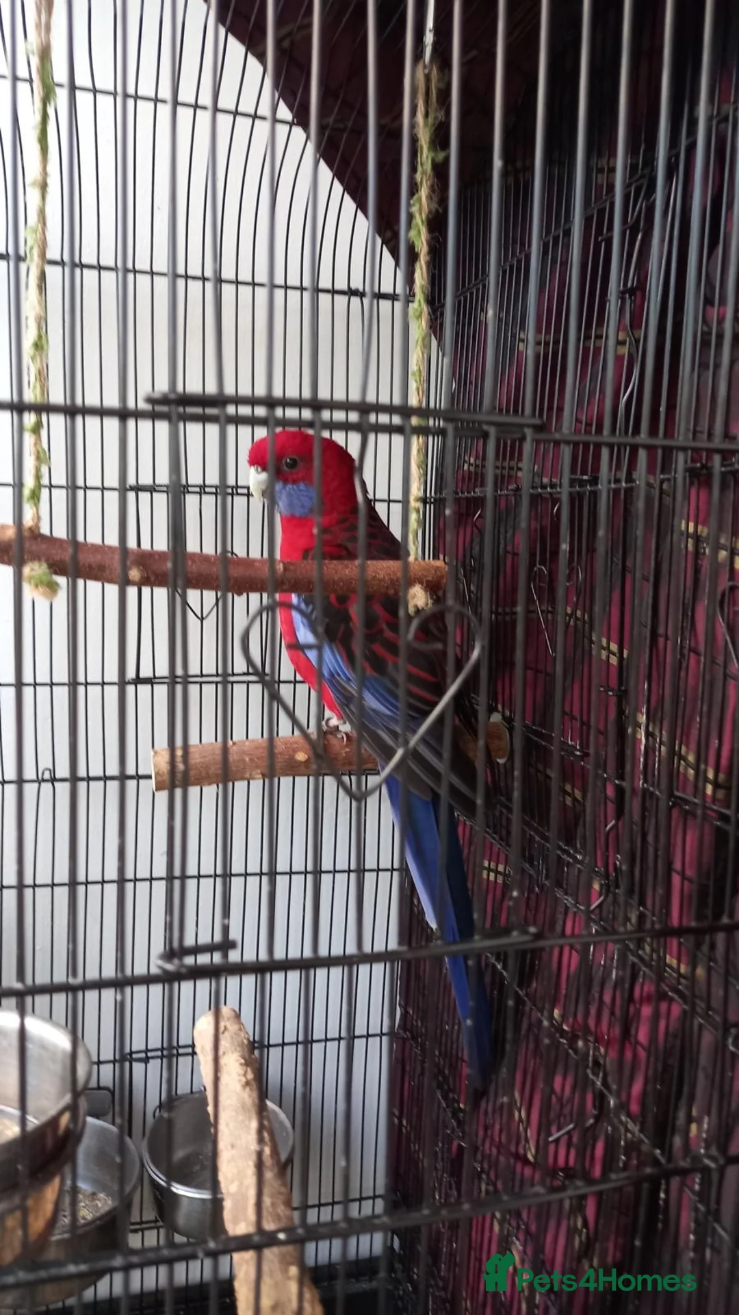 Parrots birds for sale: Crimson rosella  in Birmingham - Advert 1
