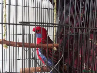 Parrots birds Crimson rosella - Advert 10