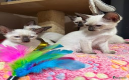 Siamese cats for sale: 1 cute Siamese girl available now-fully vaccinated - Image 12