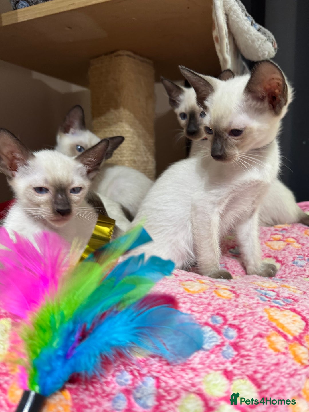 Siamese cats for sale: 1 cute Siamese girl available now-fully vaccinated - Image 12