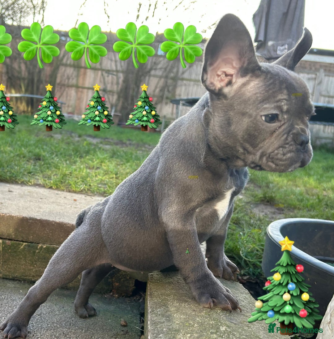 French Bulldog dogs for sale: French Bulldog Blue Girl 12 weeks old ! Last one - Advert 4
