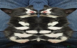 Mixed Breed cats for sale: Tiny Tuxedo Explorer Bella  - Image 4