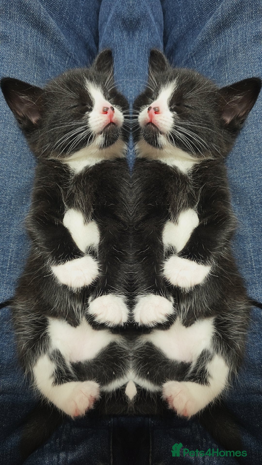 Mixed Breed cats for sale: Tiny Tuxedo Explorer Bella  - Image 4
