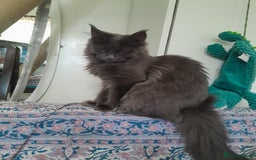 Maine Coon cats for sale: solid blue+ maine coon 1boy 3girls TICA - Advert 4
