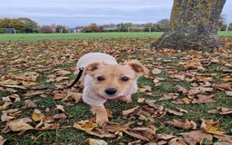 Mixed Breed dogs for adoption: Riele  - Image 11