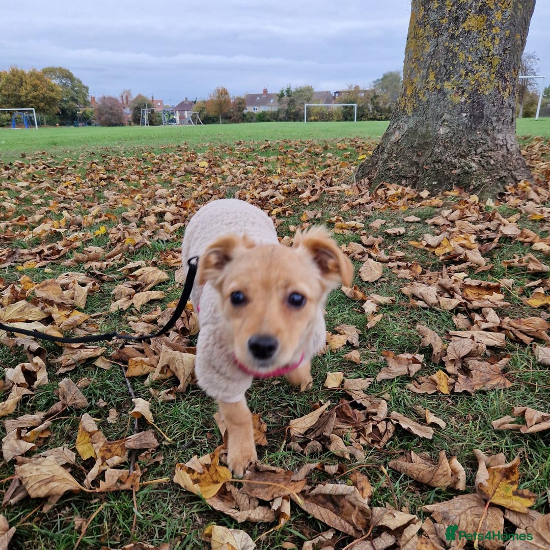 Mixed Breed dogs for adoption: Riele  - Image 11