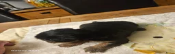 Yorkshire Terrier dogs for sale: My Luna have 4 puppies on 16 may   in Boston - Advert 5