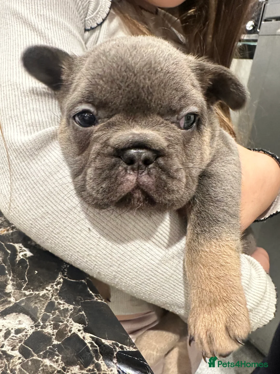 French Bulldog dogs for sale: KC registered French Bulldog Puppies - Advert 9