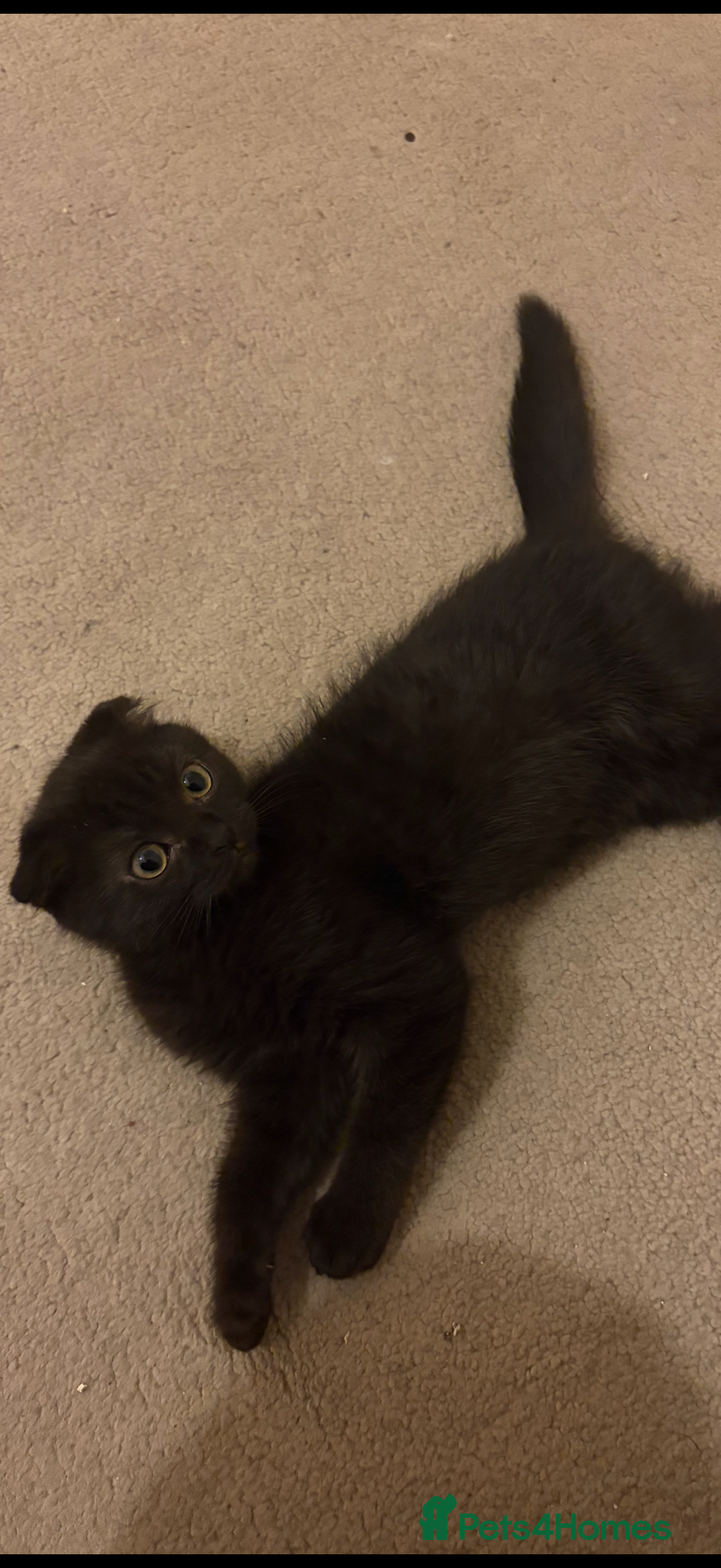Scottish Fold cats for sale: 5 fluffy Scottish fold kittens  - Image 28