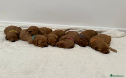 Cockapoo dogs for sale: F1 Cockapoo Puppies  - Image 2