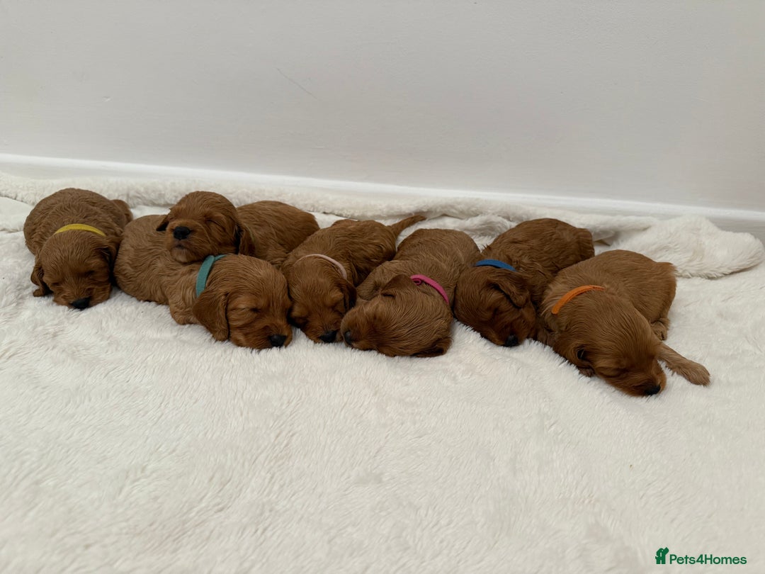 Cockapoo dogs for sale: F1 Cockapoo Puppies  - Image 2