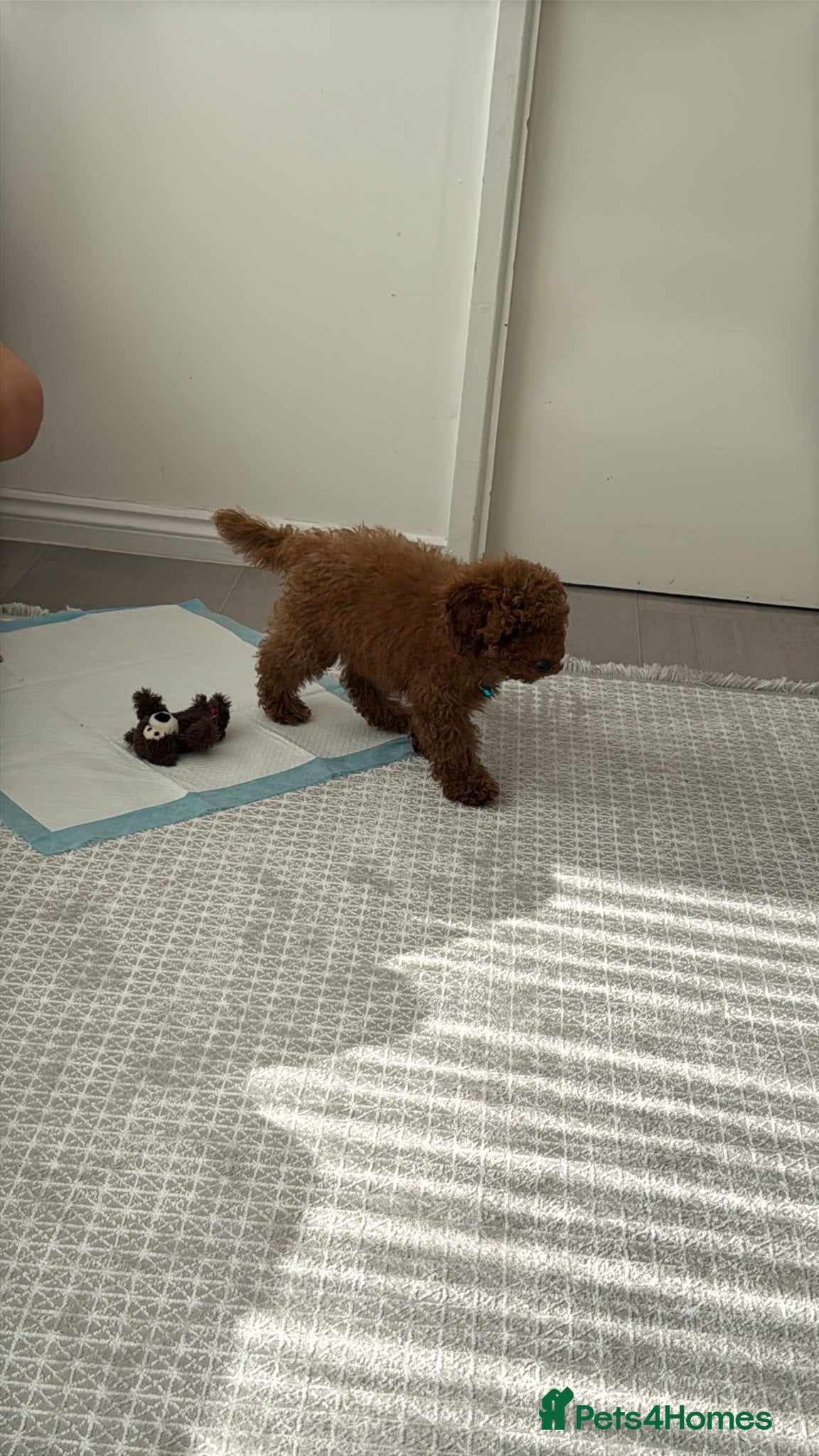 Toy Poodle dogs Gorgeous dark brown toy poodle for sale - Advert 8