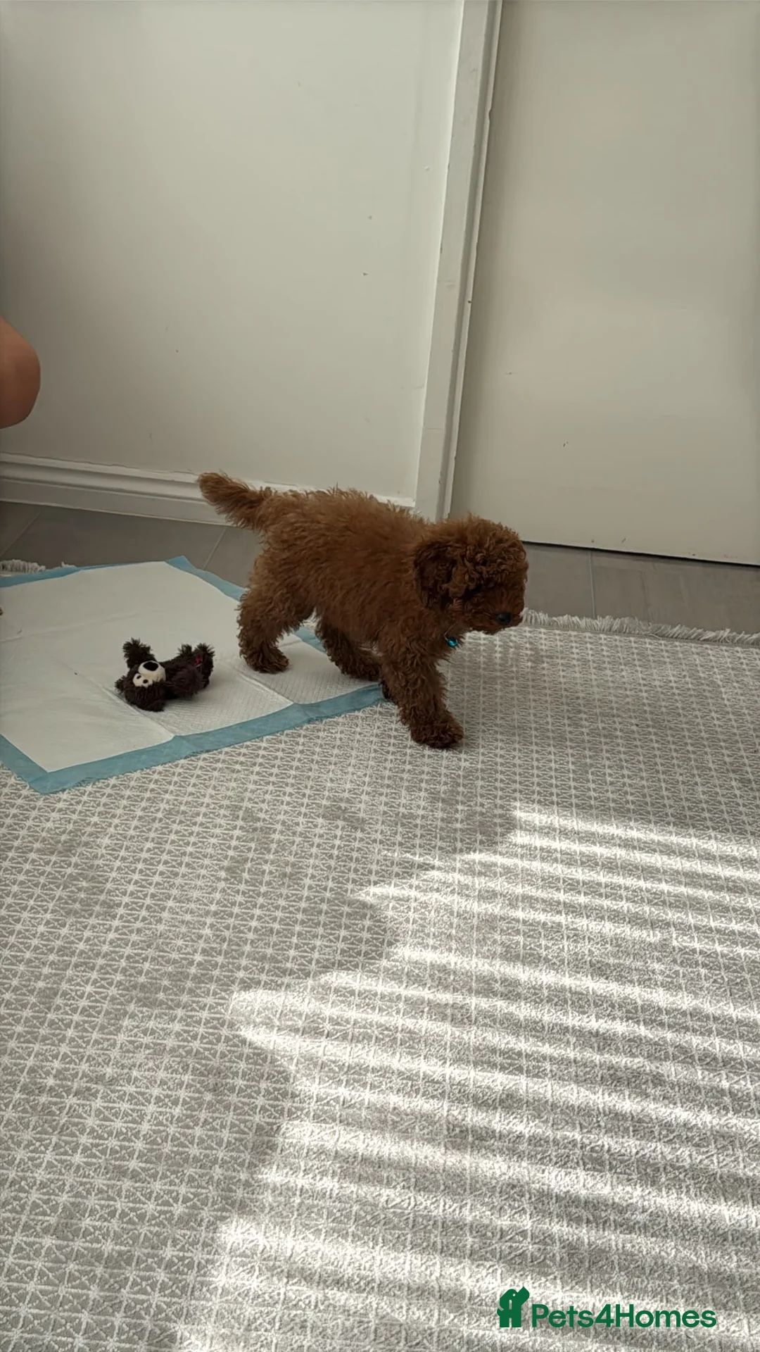 Toy Poodle dogs for sale: Gorgeous dark brown toy poodle for sale in Waltham Cross - Advert 1