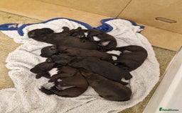 Patterdale Terrier dogs for sale: Patterdale x lakeland  - Image 2
