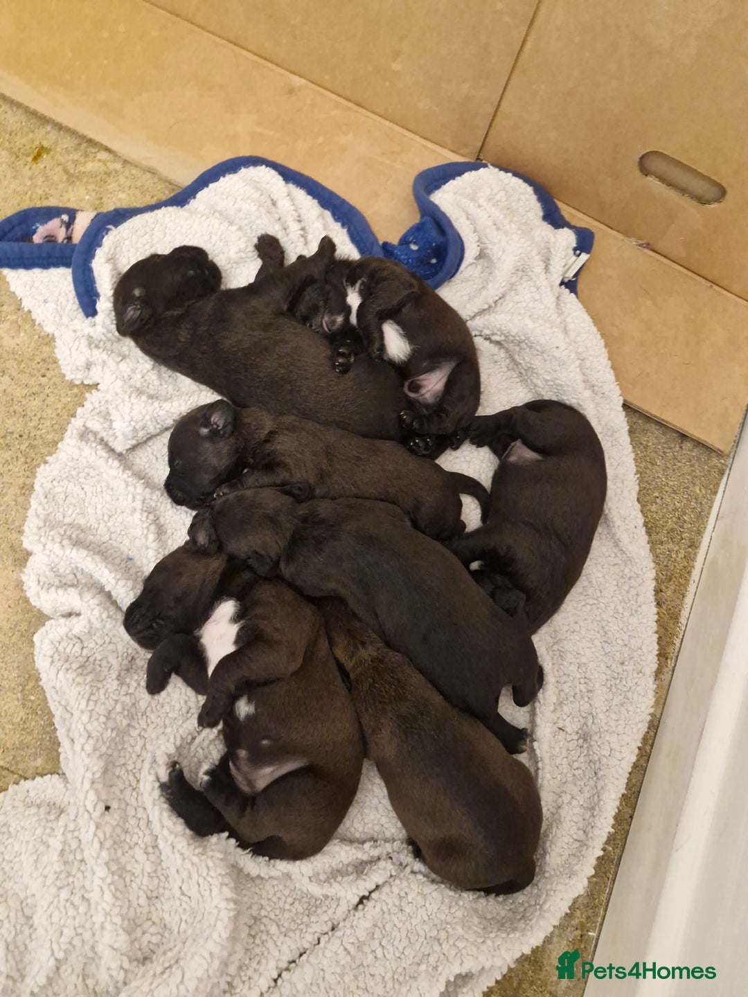 Patterdale Terrier dogs for sale: Patterdale x lakeland  - Image 2