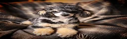 Miniature Schnauzer dogs for sale: Top Quality Toy Schnoodles  - Advert 3