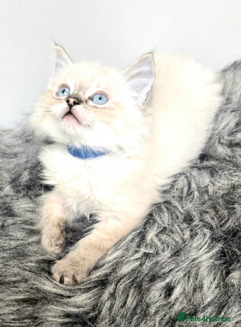 Ragdoll cats PEDIGREE GCCF REG CHAMPION LINE RAGDOLL KITTENS - Advert 1