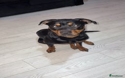 Rottweiler dogs for sale: Rottweiler for sale  - Image 1