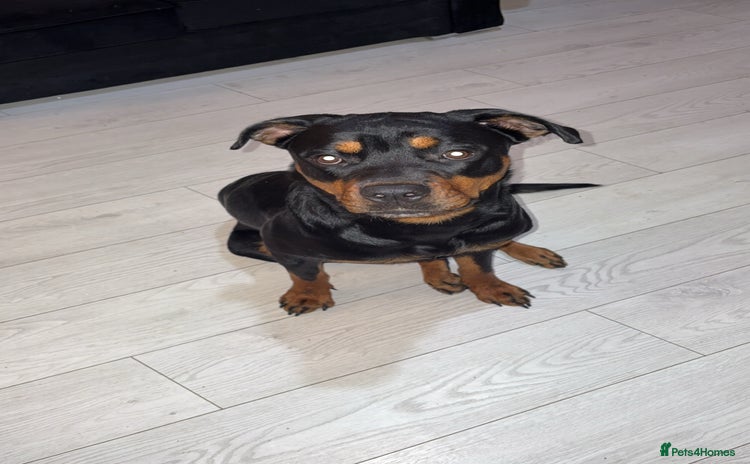 Rottweiler dogs - Advert 1