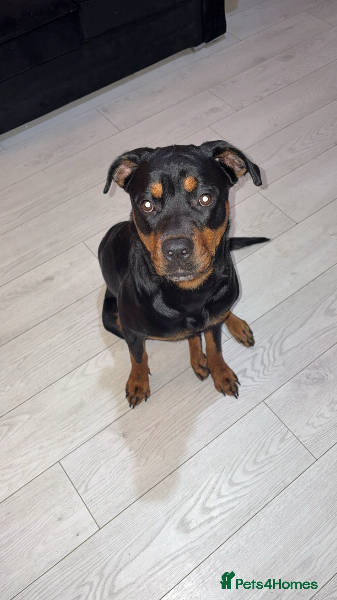 Rottweiler dogs for sale: Rottweiler for sale  - Image 1