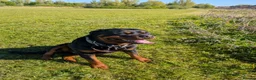 Rottweiler dogs for stud: Proven lovely nature big boy. KC registered  - Advert 3