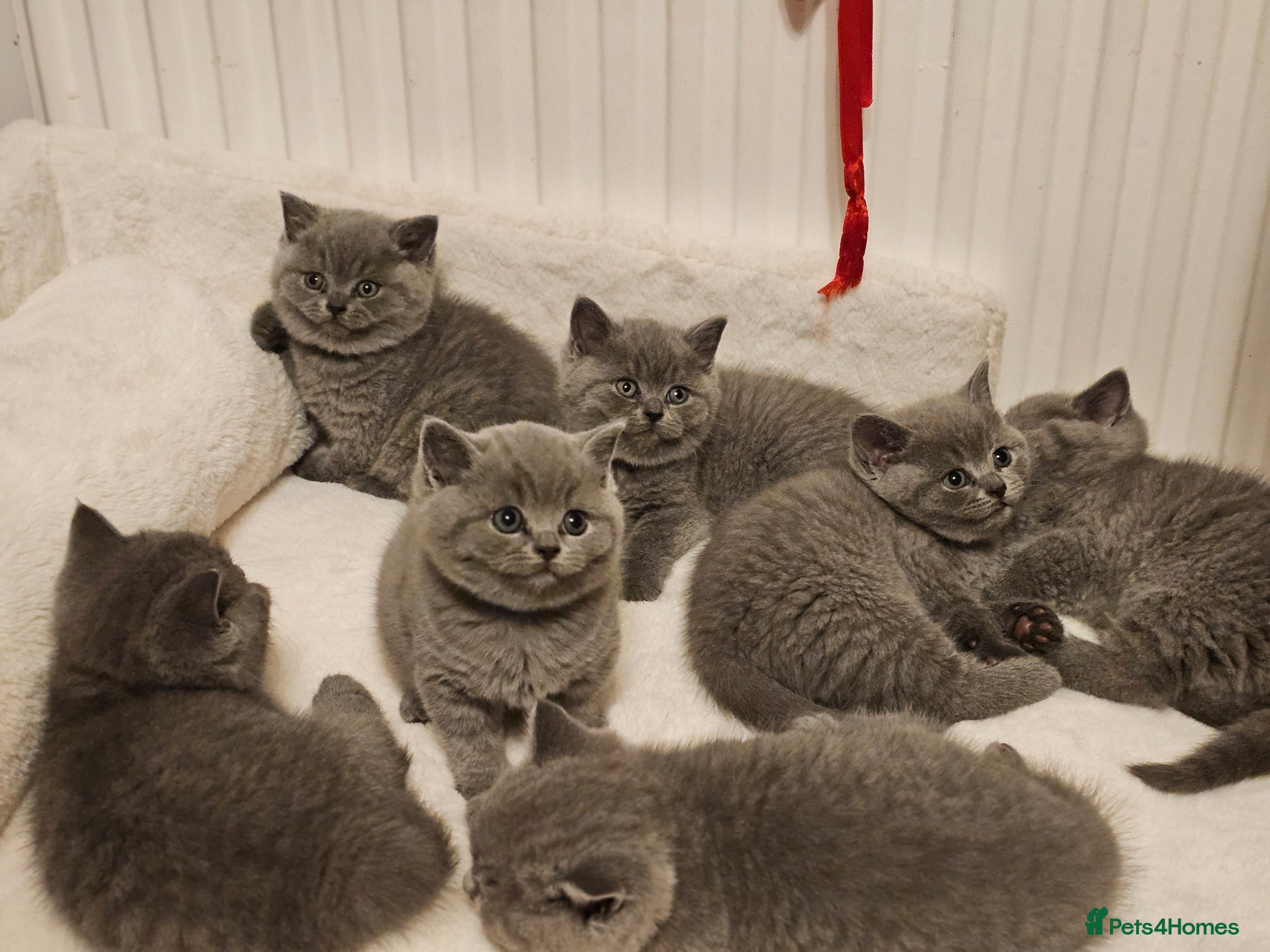 British Shorthair cats British Shorthair Blue & Lilac  - Advert 2