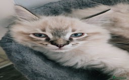 Ragdoll cats for sale: Purebred Lynx/Blue point Ragdoll kittens, 1 left!! - Image 31