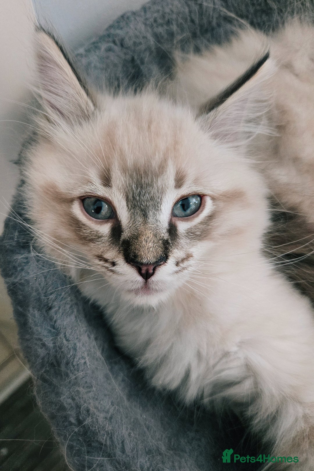 Ragdoll cats for sale: Purebred Lynx/Blue point Ragdoll kittens, 1 left!! - Image 31