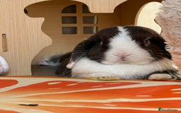 Mini Lop rabbits for sale: Autumn and freddo, bonded mini lops  - Image 8