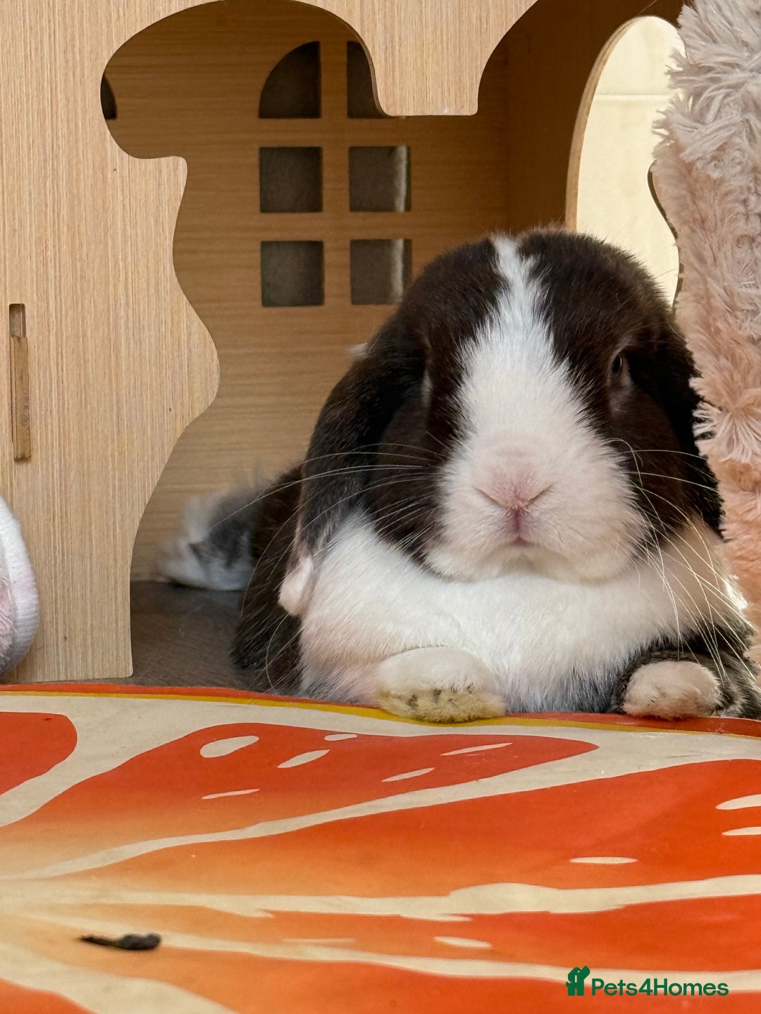 Mini Lop rabbits for sale: Autumn and freddo, bonded mini lops  - Image 8
