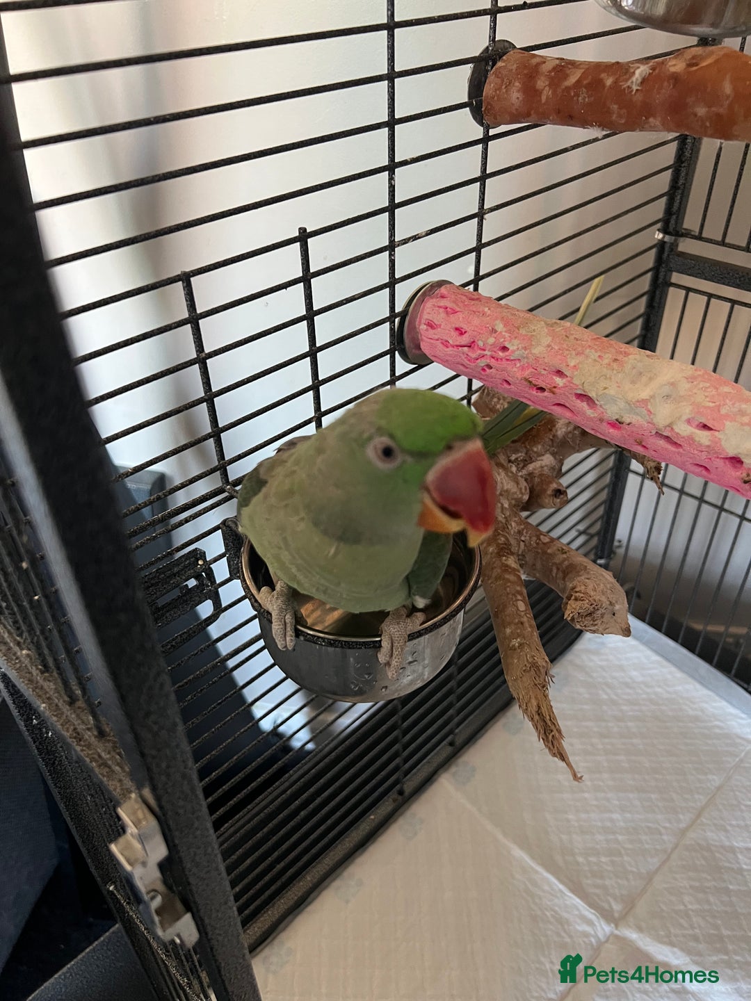 Parrots birds for sale: Alexandrine parrot for sale  - Image 3