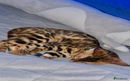 Bengal cats for sale: Lovely bengal female - Image 5