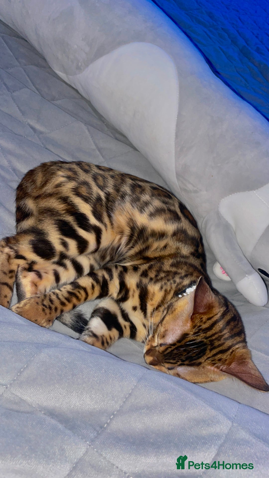 Bengal cats for sale: Lovely bengal female - Image 5